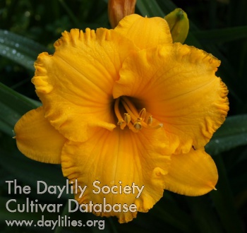 Daylily Earlybird Gold Currency